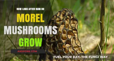 When Do Morels Appear After Rain: A Mushroom Hunter's Guide