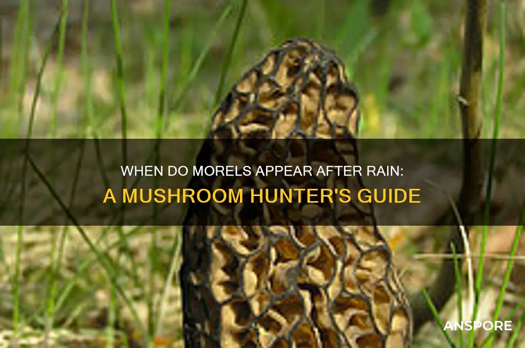how long after rain do morel mushrooms grow