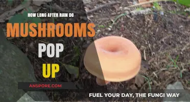 Mushroom Growth After Rain: Timing and Factors Explained