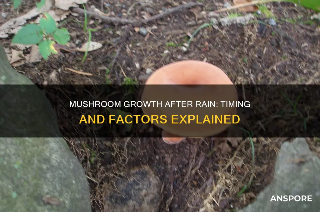 how long after rain do mushrooms pop up