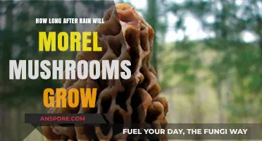 Post-Rain Morel Mushroom Growth: Timing and Optimal Conditions Explained