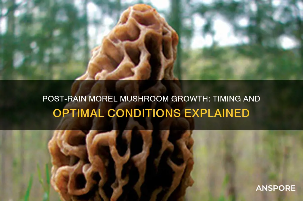 how long after rain will morel mushrooms grow