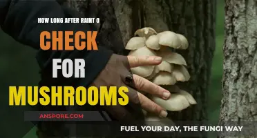 Post-Rain Mushroom Hunt: Timing Your Foray for Optimal Finds