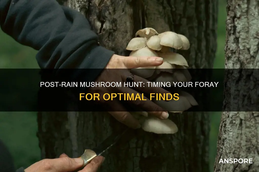 how long after raint o check for mushrooms