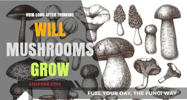 Mushroom Growth Timeline: Post-Thinning Cultivation Secrets Revealed