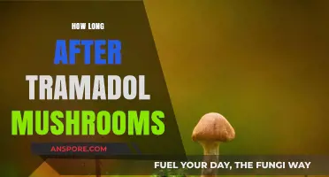 Tramadol and Mushrooms: Safe Timing After Use Explained