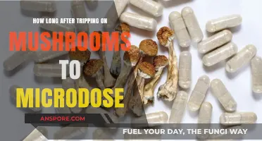 Timing Your Microdose: Post-Mushroom Trip Guidelines for Optimal Results