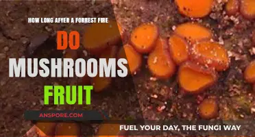 Post-Fire Mushroom Fruiting: Timing and Factors Influencing Growth