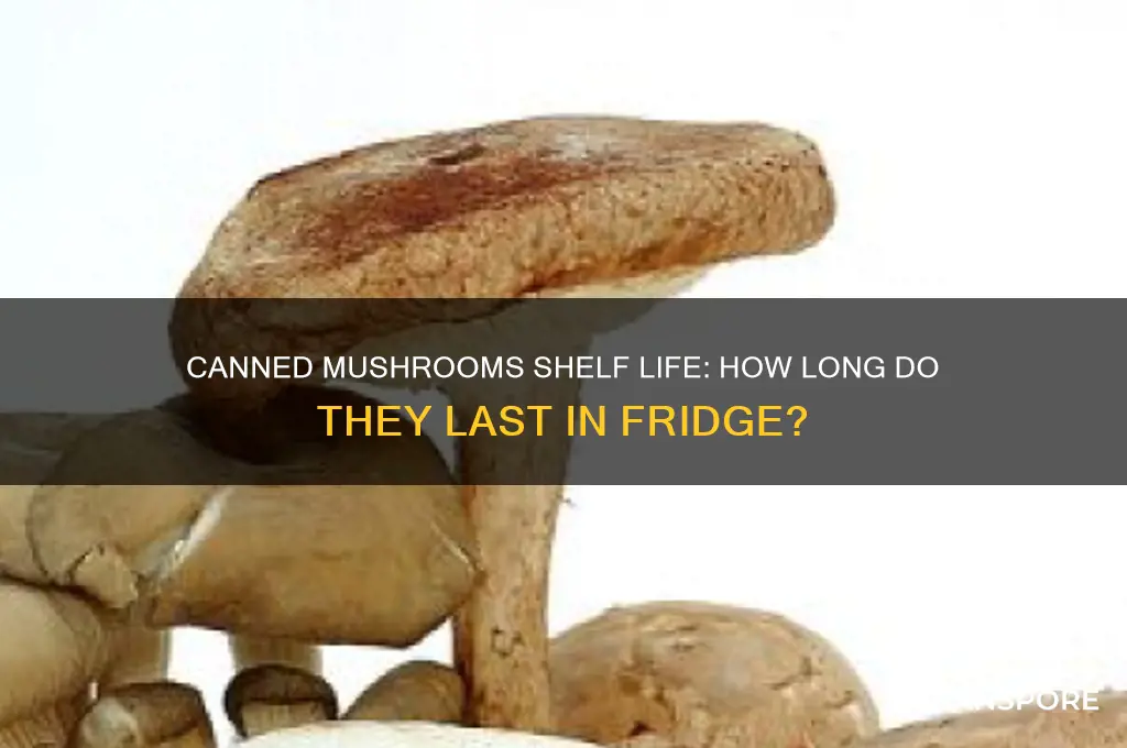 how long are canned mushrooms good for in the fridge
