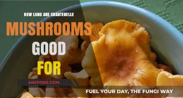Chanterelle Mushrooms Shelf Life: Freshness, Storage, and Expiration Tips
