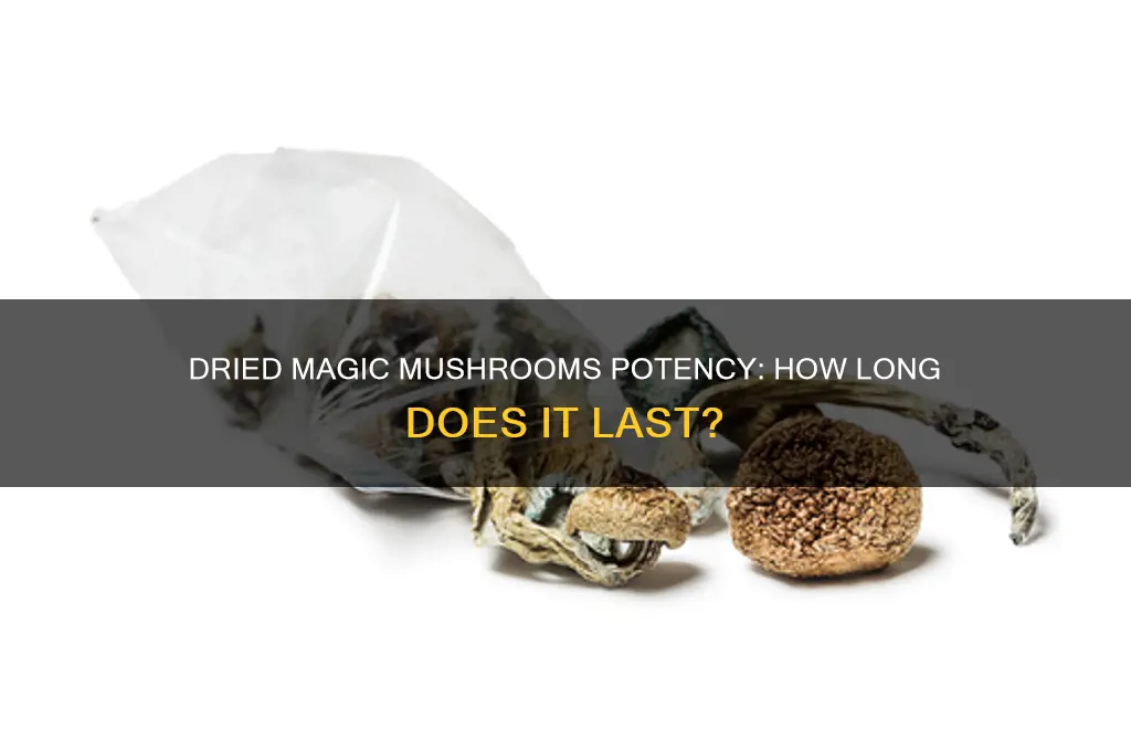 how long are dried magic mushrooms potent