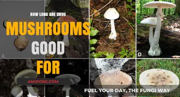 Shelf Life of Drug Mushrooms: How Long Do They Stay Potent?