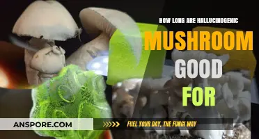 Shelf Life of Hallucinogenic Mushrooms: How Long Do They Last?