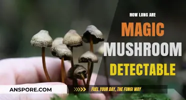 Detecting Magic Mushrooms: How Long Do They Stay in Your System?