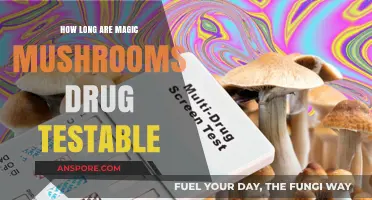Detecting Magic Mushrooms: How Long Do Drug Tests Stay Positive?