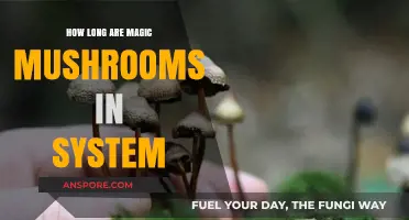 How Long Do Magic Mushrooms Stay in Your System?