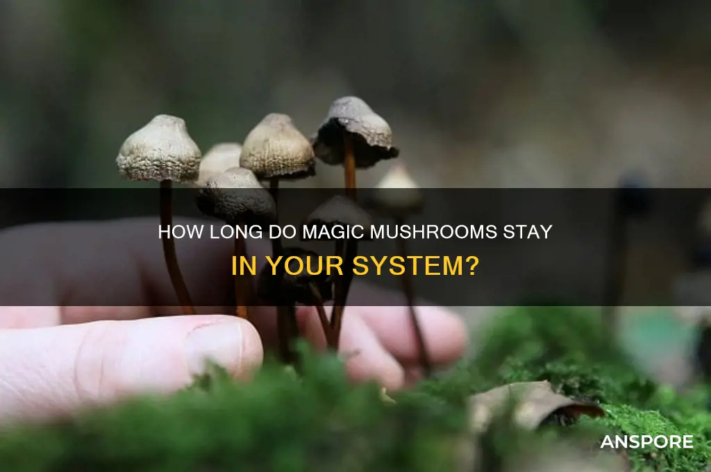 how long are magic mushrooms in system