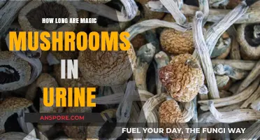 Detecting Magic Mushrooms in Urine: Duration and Testing Insights