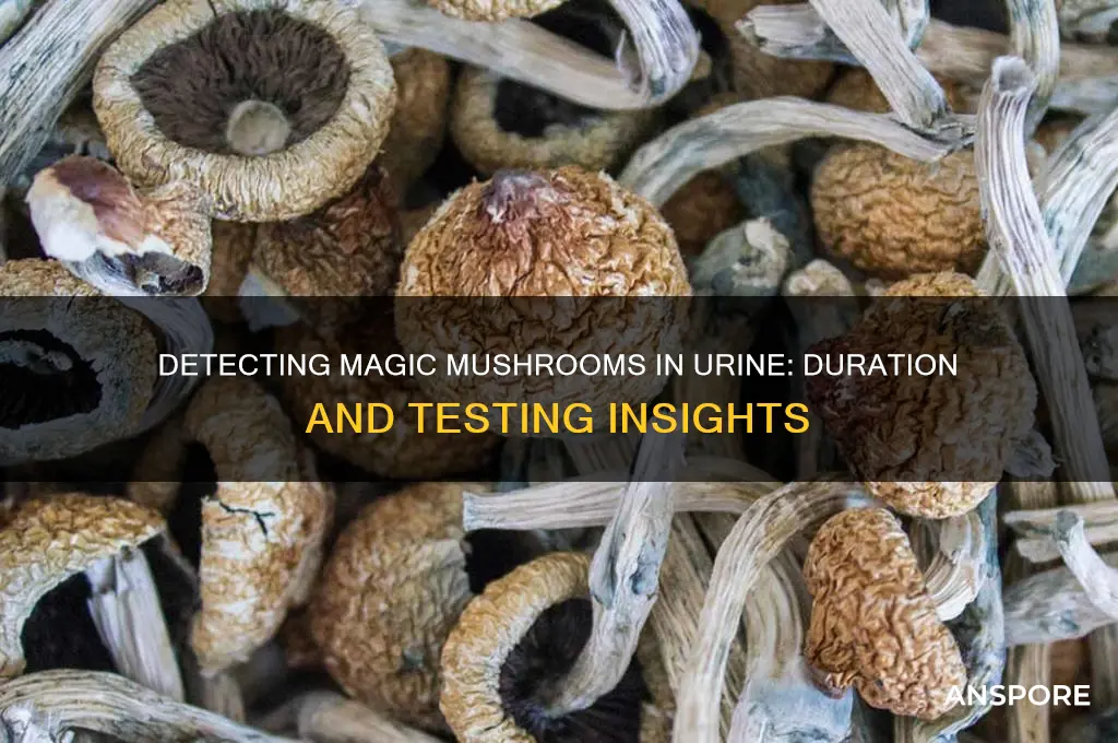 how long are magic mushrooms in urine