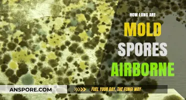 How Long Do Mold Spores Stay Airborne and Pose Risks?