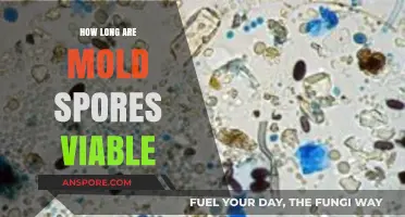 Understanding Mold Spore Viability: How Long Do They Remain Active?