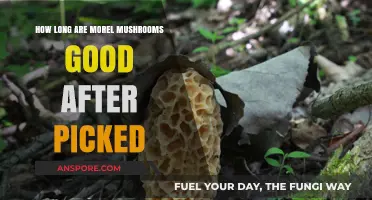 Freshness Guide: How Long Do Picked Morel Mushrooms Stay Good?