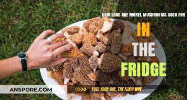 Morel Mushrooms Shelf Life: Fridge Storage Tips and Duration