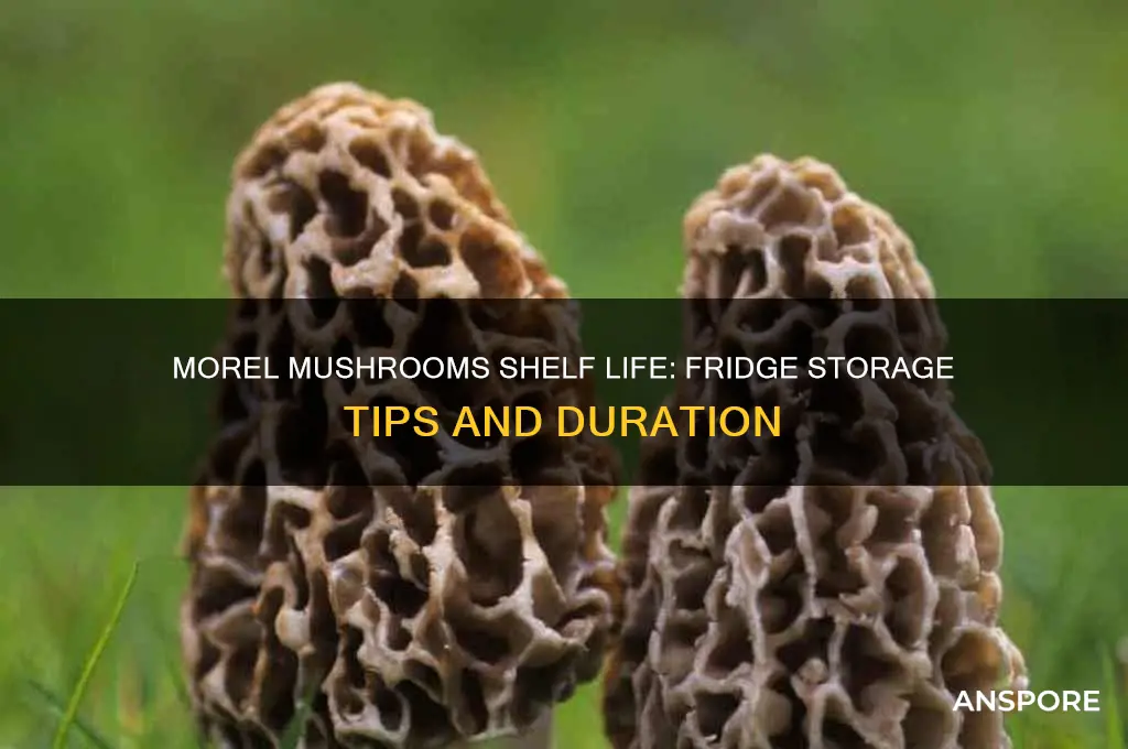 how long are morel mushrooms good for in the fridge