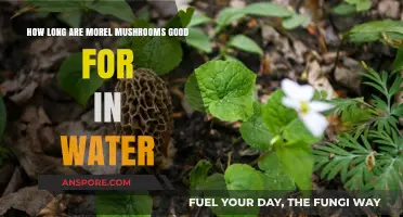 Storing Morel Mushrooms in Water: Shelf Life and Freshness Tips