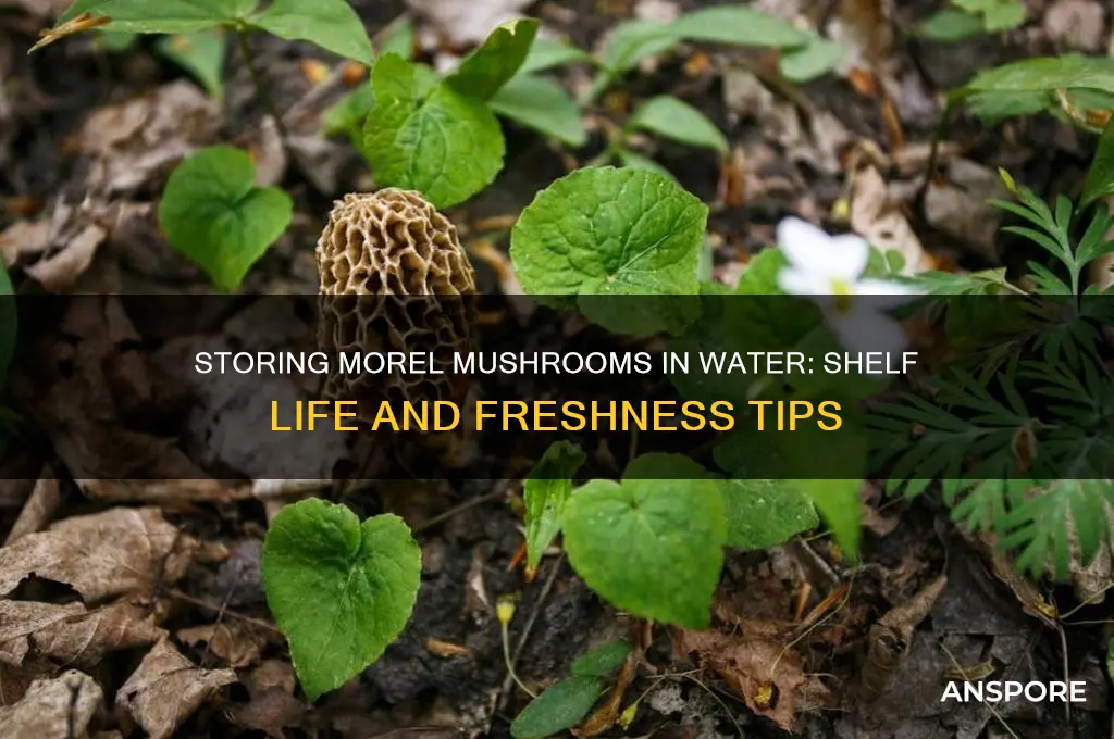 how long are morel mushrooms good for in water