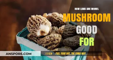 Morel Mushrooms Shelf Life: Freshness, Storage, and Safety Tips