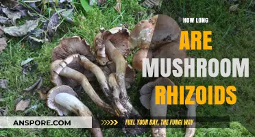Exploring Mushroom Rhizoids: Understanding Their Length and Function