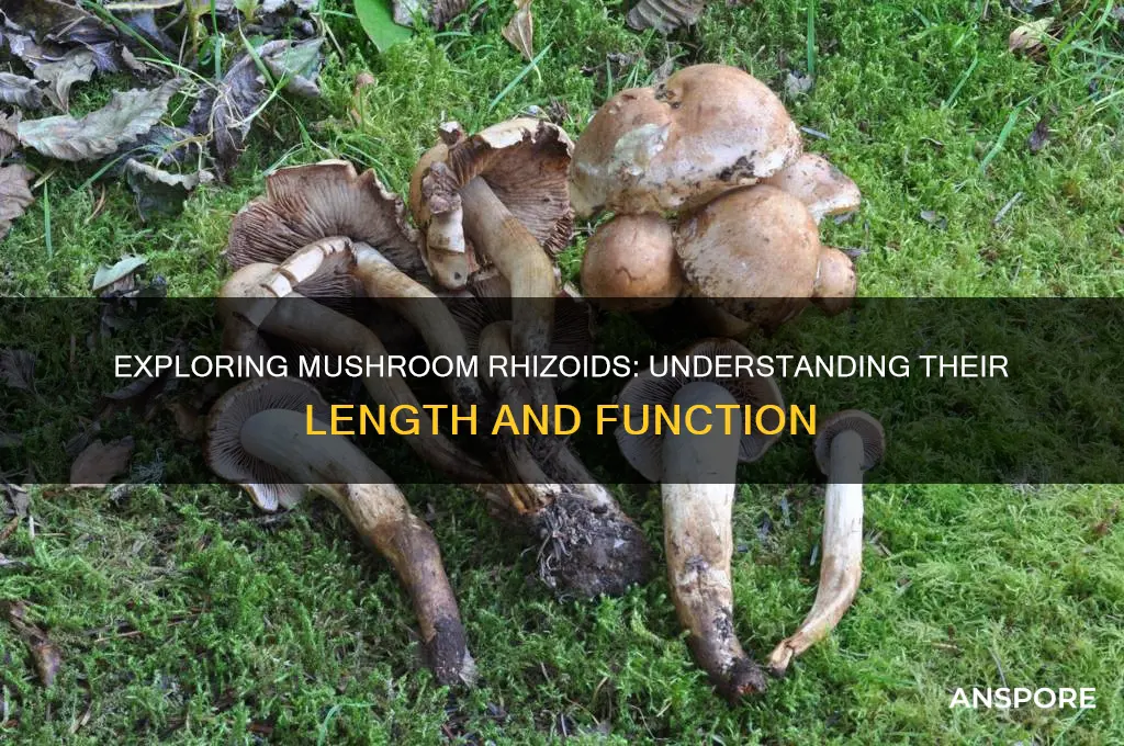 how long are mushroom rhizoids