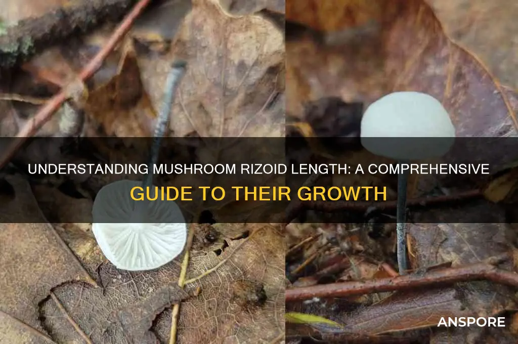 how long are mushroom rizoids