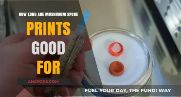 How Long Do Mushroom Spore Prints Remain Viable for Use?