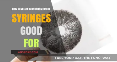 Shelf Life of Mushroom Spore Syringes: How Long Do They Last?
