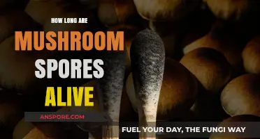 How Long Do Mushroom Spores Remain Viable in the Environment?
