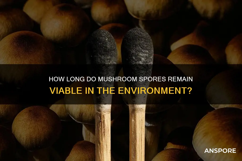 how long are mushroom spores alive