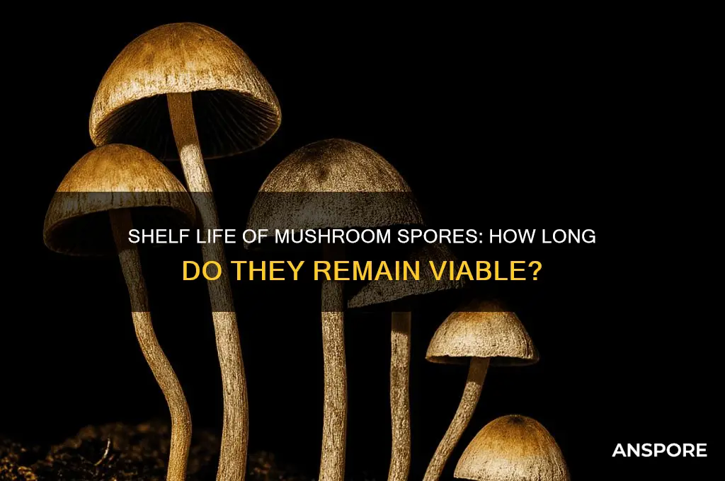 how long are mushroom spores good for