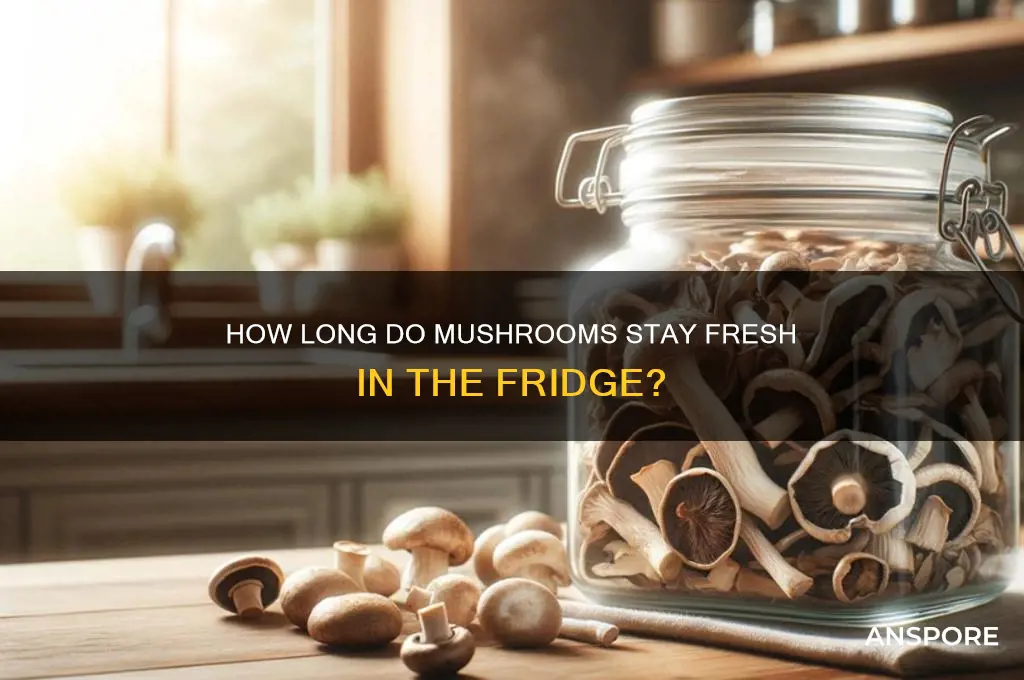how long are mushrooms good in a container the fridge