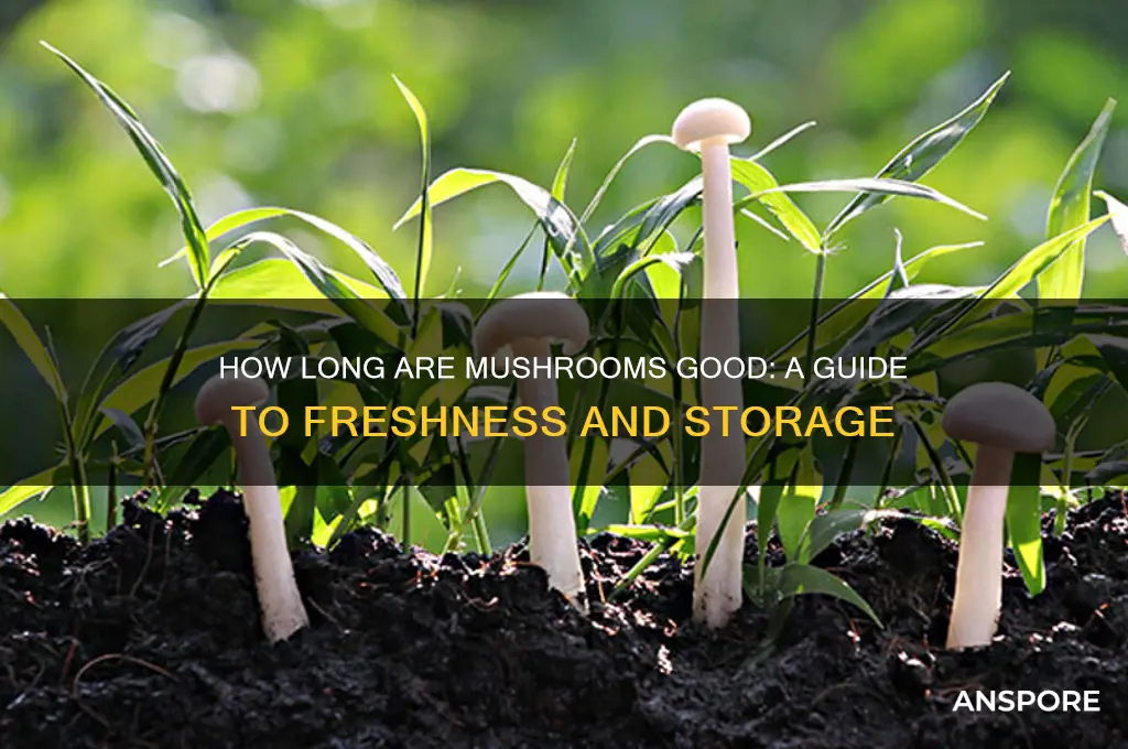 how long are mushrooms good