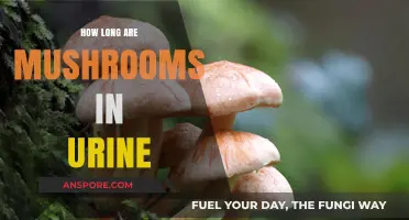 Detecting Mushrooms in Urine: Duration and Testing Insights