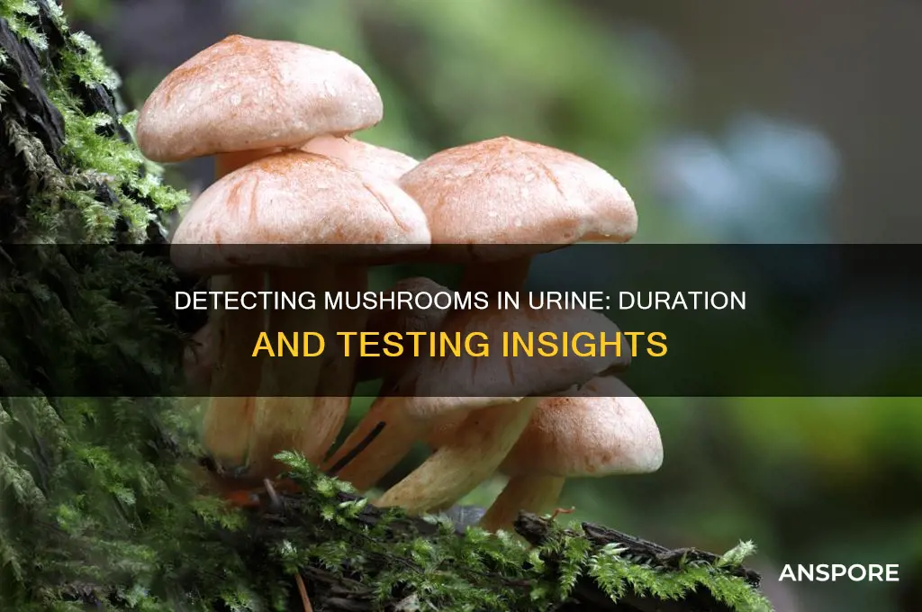 how long are mushrooms in urine
