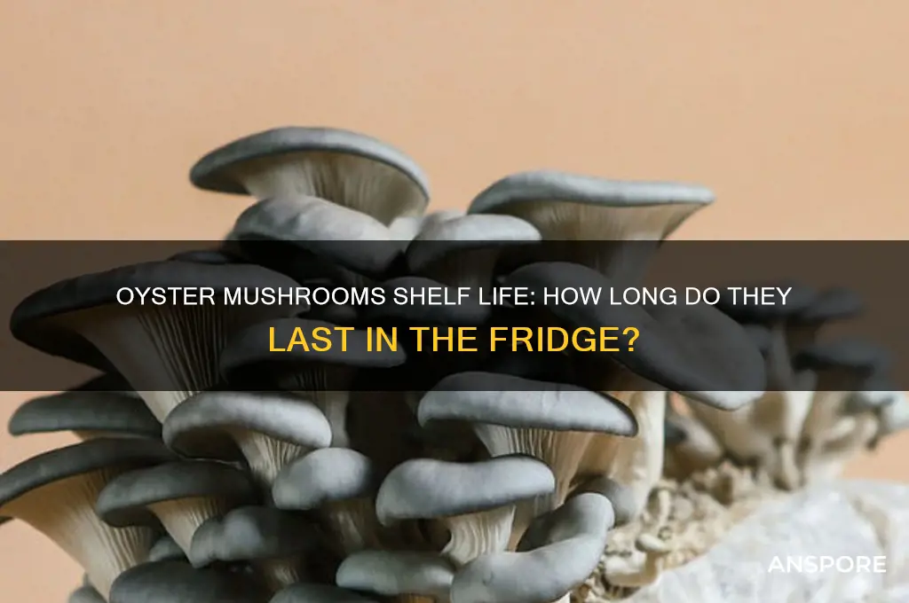 how long are oyster mushrooms good for in the fridge