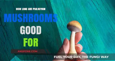 Shelf Life of Psilocybin Mushrooms: How Long Do They Last?