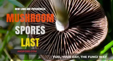 Psychedelic Mushroom Spores: Understanding Their Lifespan and Longevity