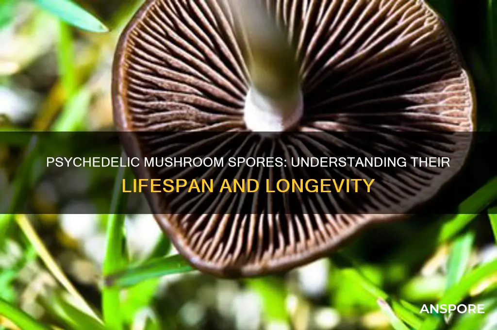 how long are psychedelic mushroom spores last