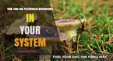 How Long Do Psychedelic Mushrooms Stay Detectable in Your System?