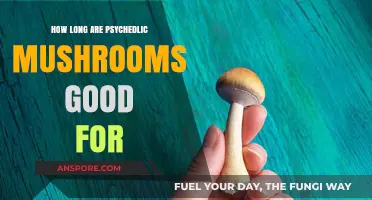 Shelf Life of Psychedelic Mushrooms: How Long Do They Last?