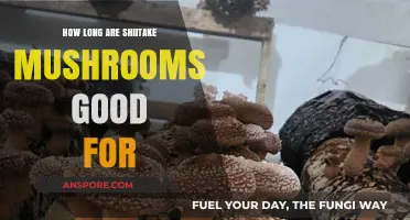 Shiitake Mushrooms Shelf Life: How Long Do They Stay Fresh?